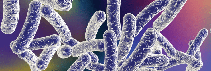 legionella bacteria